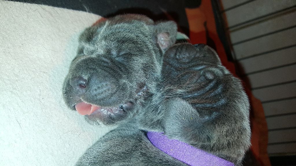 Chiot Cane Corso Du Royaume D'Haven