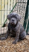 Nala