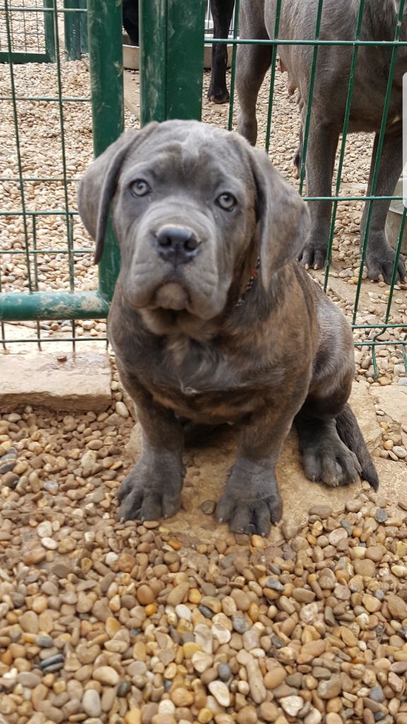 Du Royaume D'Haven - Chiots disponibles - Cane Corso